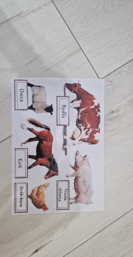 Produkcja zwierzęca w Polsce/do zalaminowana/układanka/puzzle/rozmieszczenie chowu w Polsce/rozpoznawanie gatunków w pdf. „Produkcja zwierzęca”. Geografia 7 "Rolnictwo i przemysł Polski"