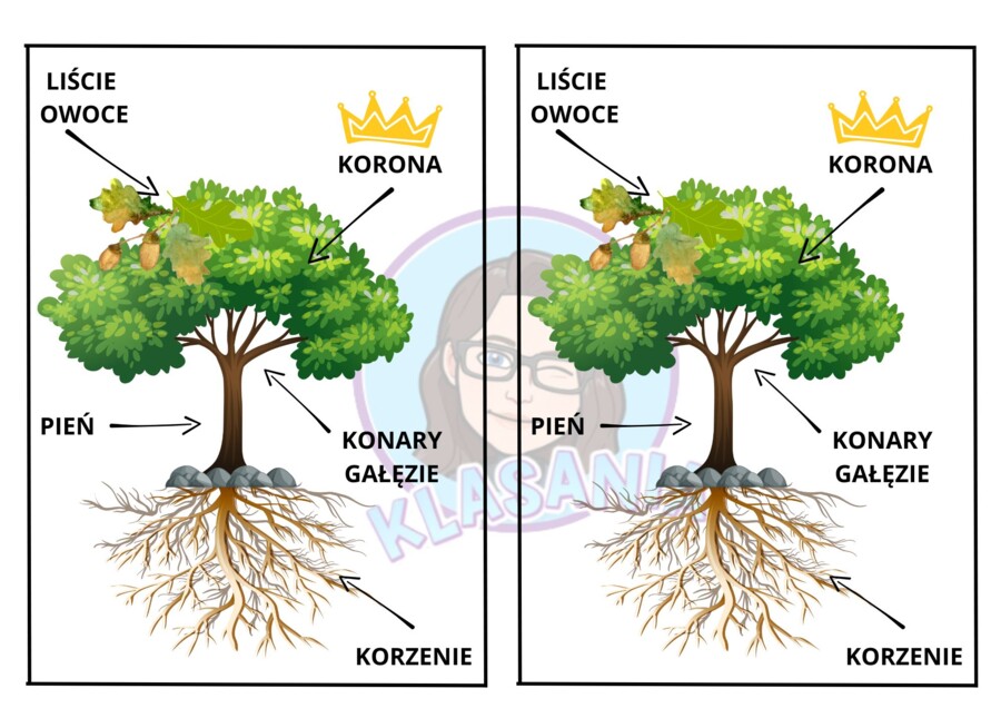 Budowa drzewa - wklejka