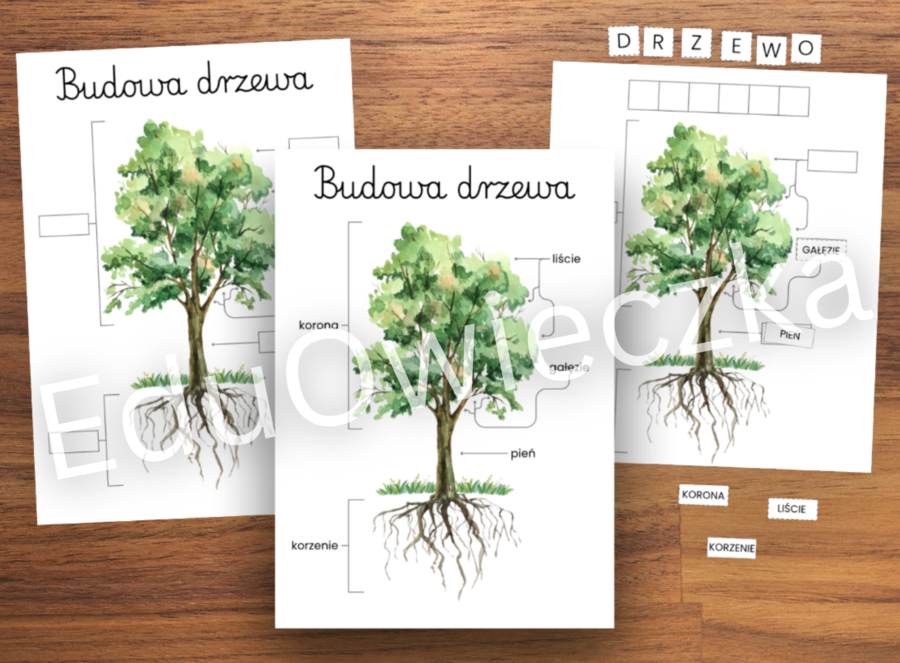 Budowa drzewa - plakat, układanka i karta pracy