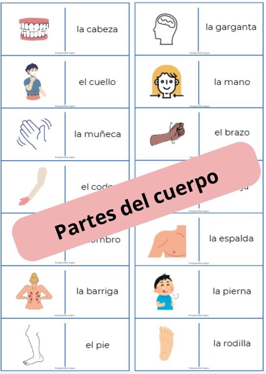 Domino ze słówkami – „Las partes del cuerpo” (części ciała)