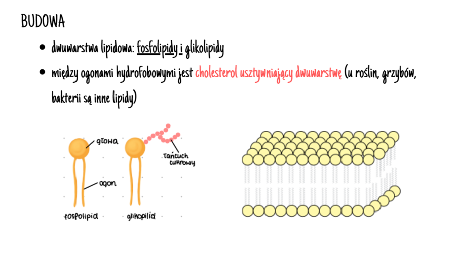 Komórka - podstawowa jednostka życia 1 KLASA ROZSZERZENIE BIOLOGIA