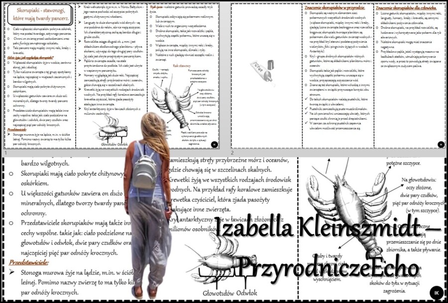 Książeczka/sketchnotka/notatka/wklejka/streszczenie dla ucznia i przypomnienie dla nauczyciela/edukacja domowa/materiał w pigułce. Temat „Skorupiaki - stawonogi, które mają twardy pancerz ” w pdf. Biologia 6, dział „Stawonogi i mięczaki”. Nowość 2024/202