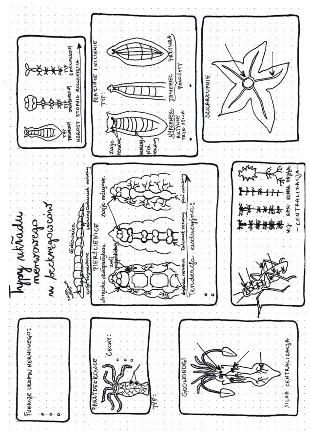 Typy układu nerwowego u bezkręgowców