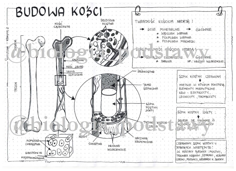Klasa 7 - Budowa kości - sketchnotka