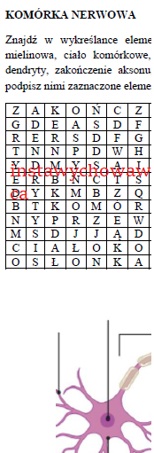 Komórka nerwowa - budowa