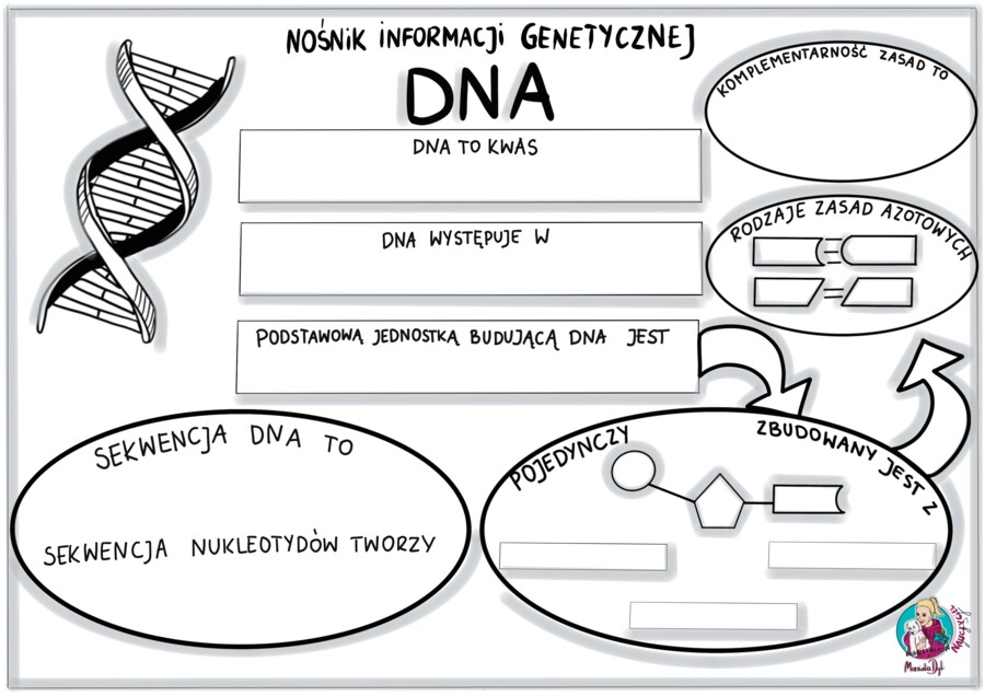 Nośnik informacji genetycznej DNA- karta pracy klasa 8