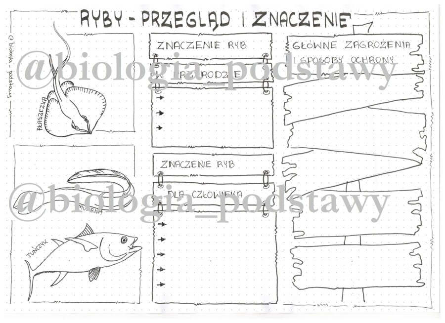 Klasa 6 - Ryby - przegląd i znaczenie - KP7
