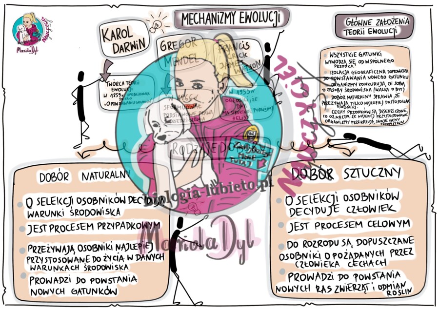 Mechanizmy ewolucji. Klasa 8, wklejka do zeszytu.