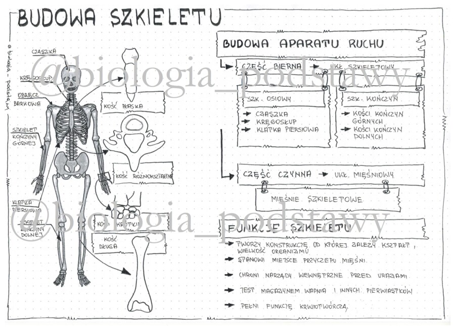 Klasa 7 - Budowa szkieletu - sketchnotka