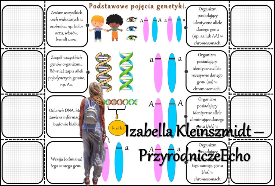 Notatka okienkowa/stacja zadaniowe/notatka/notatka graficzna/karta pracy/sketchnotka „Podstawowe prawa dziedziczenia”, „Krzyżówki genetyczne”, „Podstawowe pojęcia genetyki” w pdf. Biologia 8 dział „Genetyka”. Materiał wykonany na podstawie podręcznika z 
