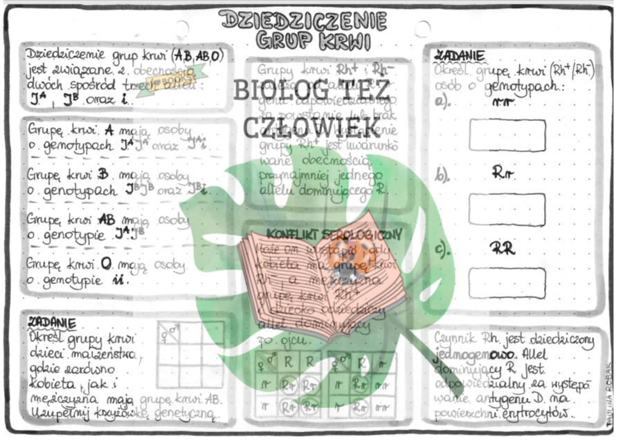 Dziedziczenie grup krwi (GENETYKA) - szarość