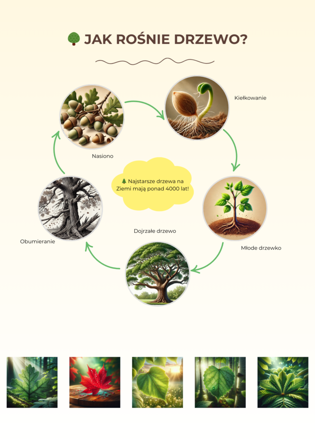 Plansze edukacyjne. Ekosystemy. Gatunki zagrożone. Segregacja odpadów. Cykl życia drzew. Owady zapylające.