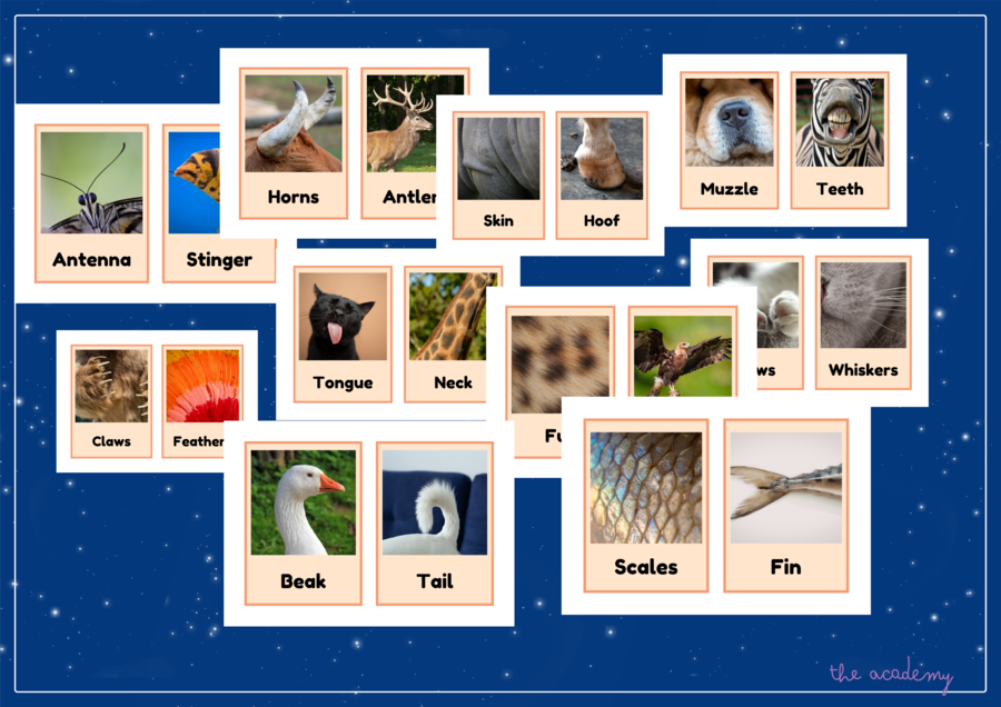 Części ciała zwierząt Flashcards