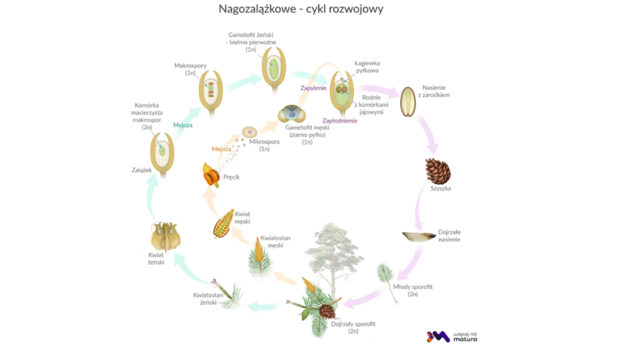 nagozalążkowe + okrytozalążkowe 2 KLASA BIOLOGIA ROZSZERZONA