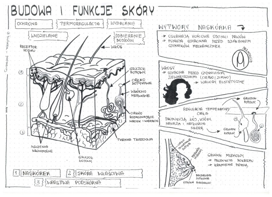 Klasa 7 - Skóra. Budowa i funkcje - sketchnotka