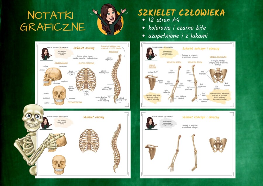 Notatki graficzne BIOLOGIA - Szkielet człowieka (dostępny do połowy października)