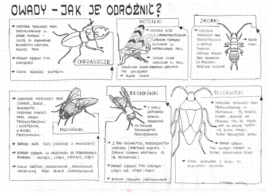 Klasa 6 - Owady - sketchnotka