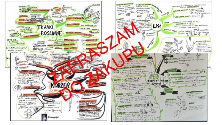 ? Biologia 5 klasa - tkanki i organy roślinne - zestaw sketchnotek