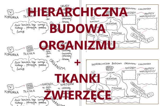 Hierarchiczna budowa organizmu + tkanki zwierzęce - wklejka