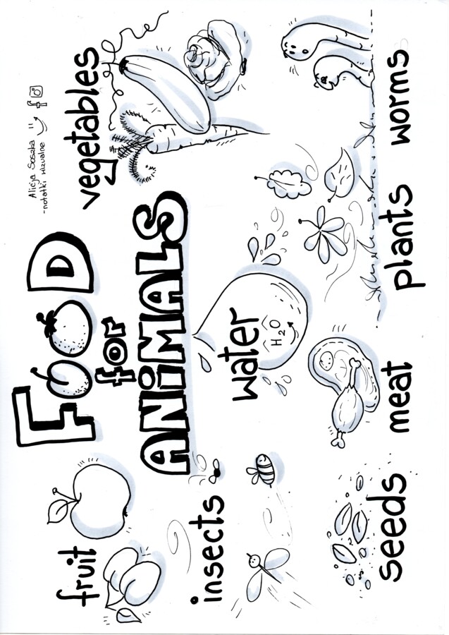 notatki wizualne dla klasy 6 szkoły podstawowej