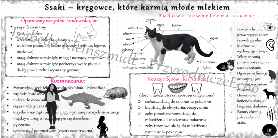 Sketchnotka/notatka do tematu „Ssaki – kręgowce, które karmią młode mlekiem” – wykonana w power point, ale tutaj w pdf