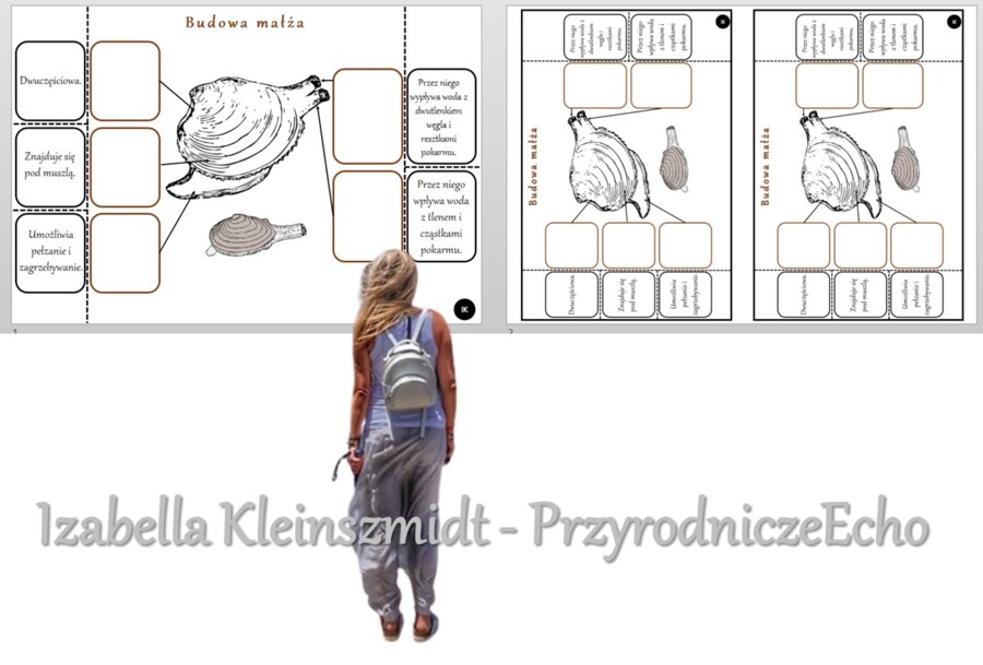 Notatka okienkowa „Budowa małża”, „Mięczaki – zwierzęta, które mają miękkie ciało”. Biologia 6 „Stawonogi i mięczaki”.