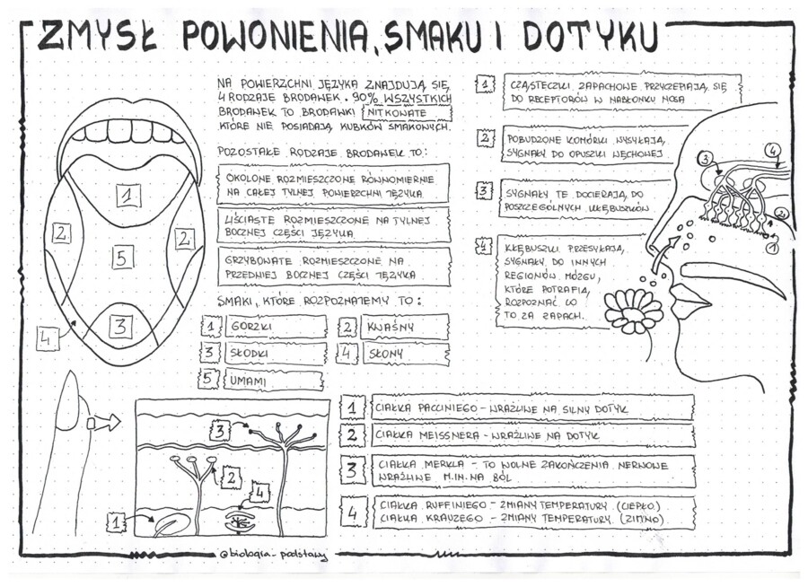 Zmysł smaku, powonienia, dotyku - klasa 7 - sketchnotka