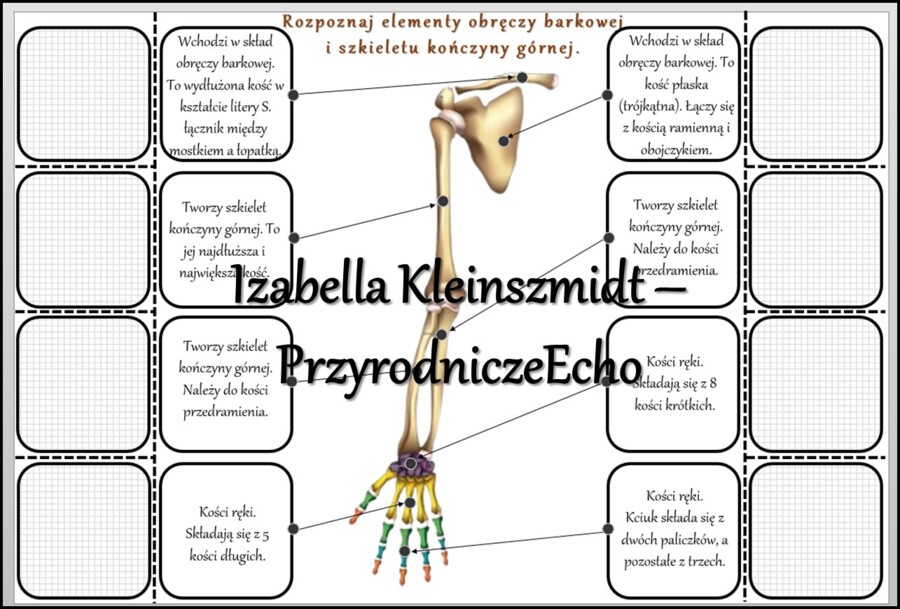 Notatka okienkowa/stacja zadaniowe/notatka interaktywna/notatka graficzna/karta pracy/sketchnotka „Szkielet obręczy i kończyn”, „Szkielet obręczy”, „Szkielet kończyn” w pdf. „Szkielet kończyn”. Biologia 7, dział „Aparat ruchu”. Materiał wykonany na podst