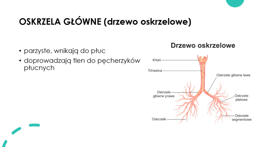 Układ oddechowy KLASA 2 PODSTAWA BIOLOGIA