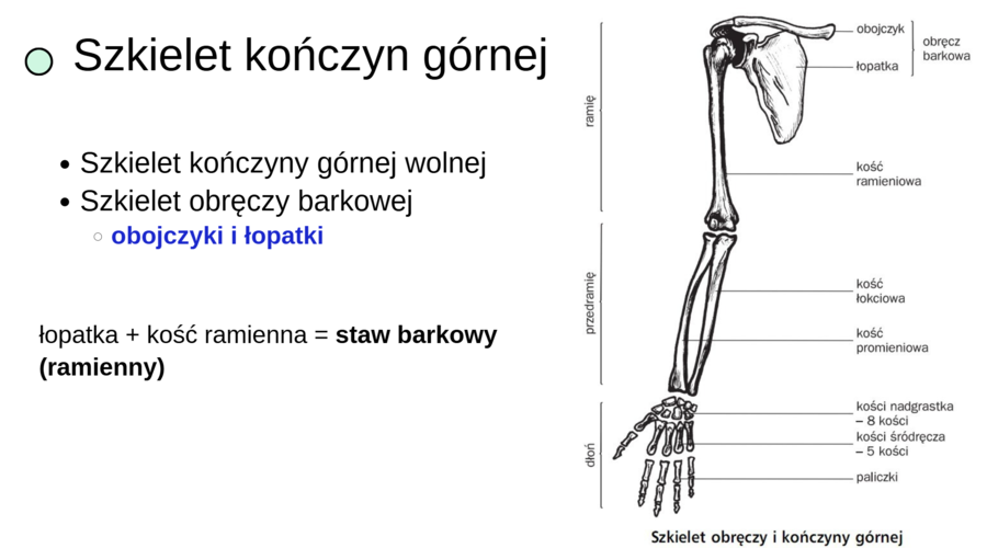 Układ ruchu KLASA 3 ROZSZERZENIE BIOLOGIA