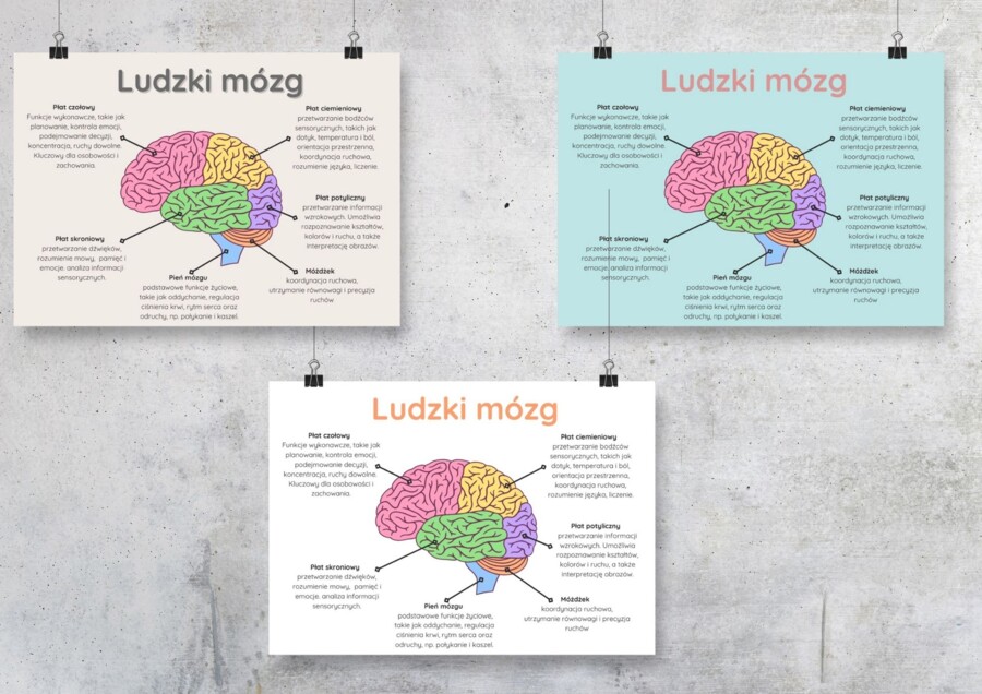 Plakat "Ludzki mózg" w trzech wersjach kolorystycznych PDF