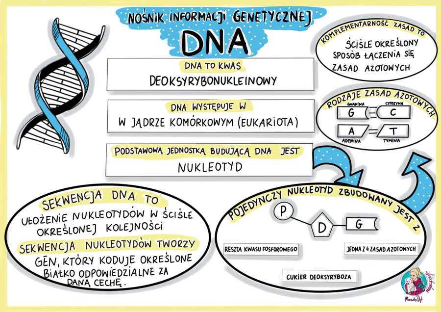 Nośnik informacji genetycznej - DNA - sketchnotka - klasa 8