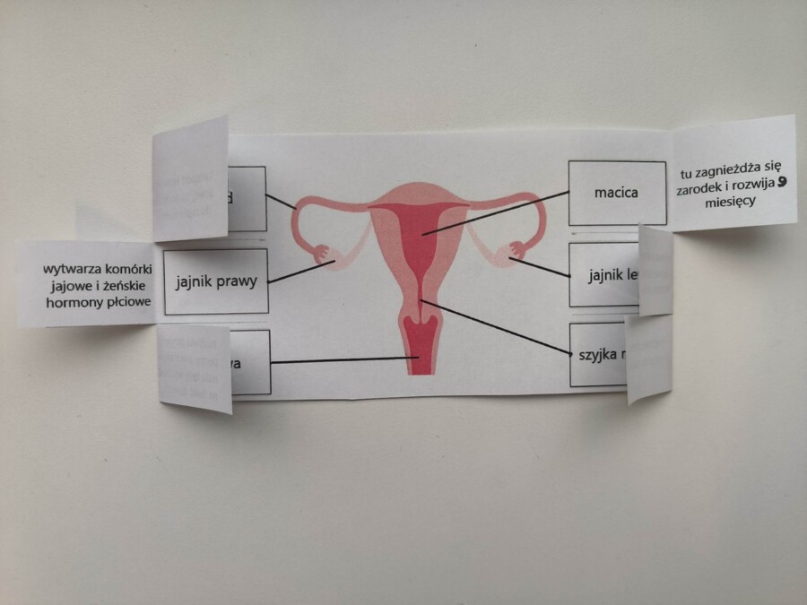 Układ rozrodczy żeński - okienkowa notatka