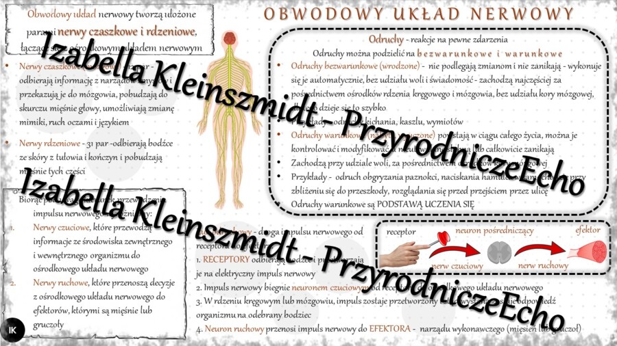 Sketchnotka - notatka „Obwodowy układ nerwowy. Odruchy” wykonana w power point do edycji. Biologia 7; „Regulacja nerwowo-hormonalna