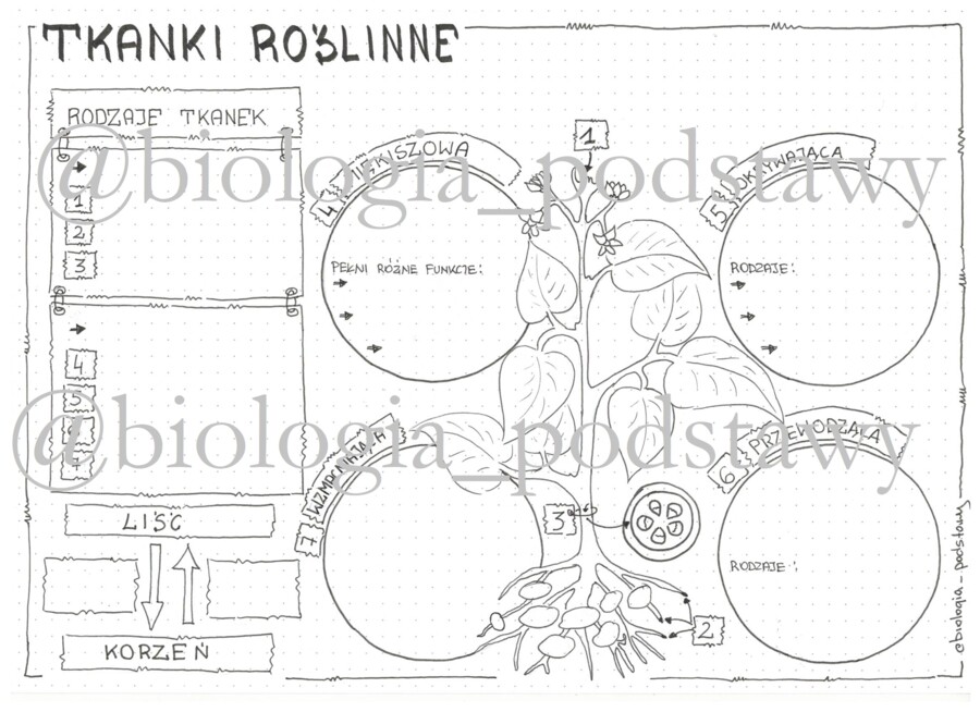 Klasa 5 - Tkanki roślinne - kp
