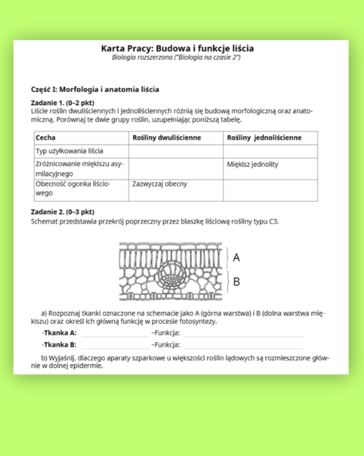 Budowa i funkcje liści ( karta pracy)