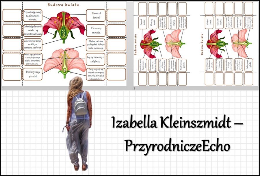Notatka okienkowa „Budowa kwiatu”, „Okrytonasienne” w pdf. Biologia 5 dział „Różnorodność roślin”.