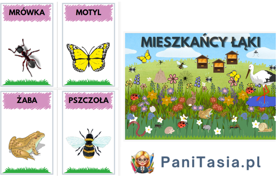 Mieszkańcy łąki - plakat + zwierzęta i rośliny PAKIET