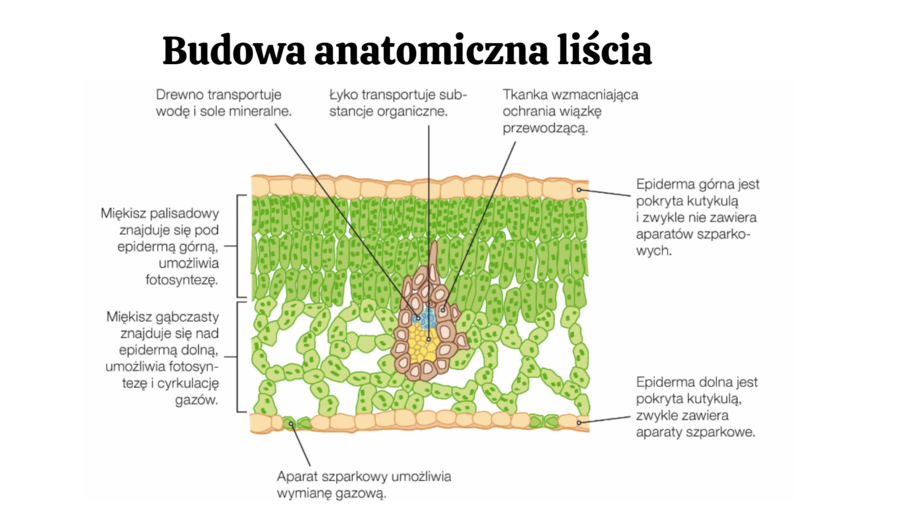 Pęd + liść 2 KLASA ROZSZERZENIE