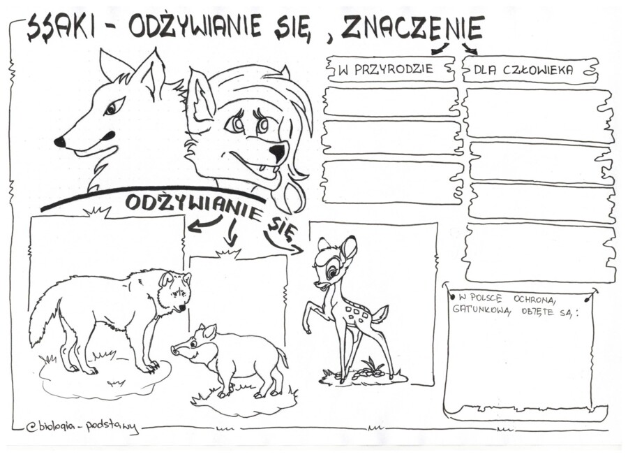 Ssaki - klasa 6 - karta pracy cz.3