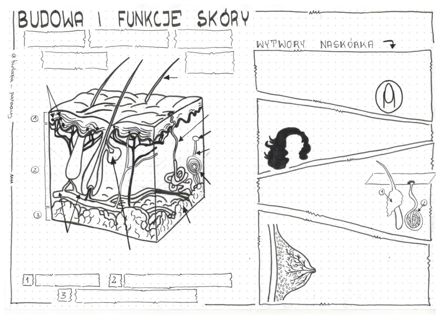 Klasa 7 - Skóra. Budowa i funkcje - karta pracy