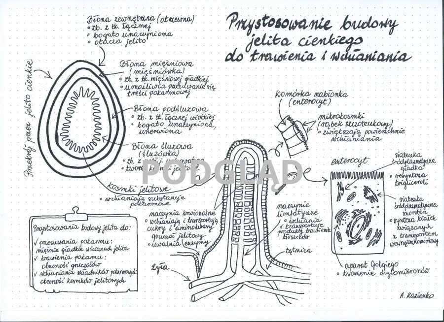 Jelito cienkie - Przystosowanie budowy jelita cienkiego do pełnionych funkcji