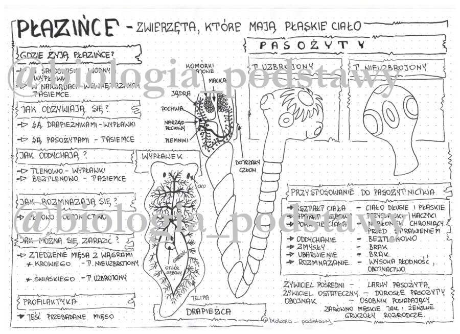 Klasa 6 - Płazińce - sketchnotka