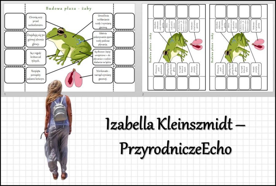 Notatka okienkowa „Budowa żaby”, „Płazy - kręgowce środowiska wodno-lądowego” w pdf. Biologia 6 dział „Kręgowce zmiennocieplne”.
