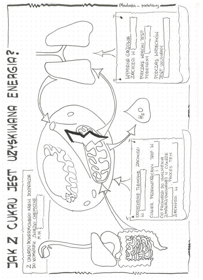 Jak z cukru powstaje energia - klasa 5