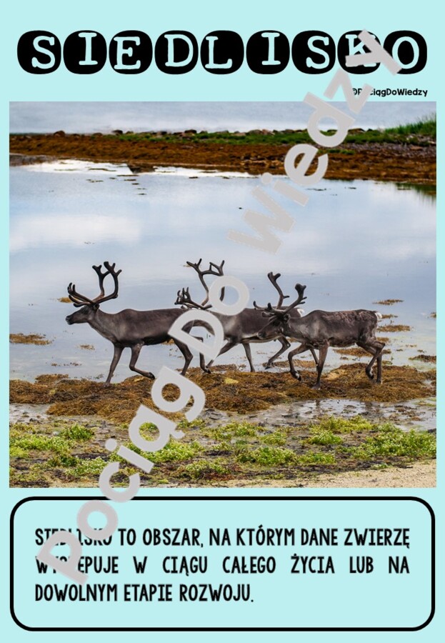 Zima - Wszystko o reniferach