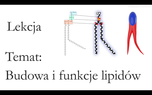 Klasa 1 ( rozszerzenie) - Budowa i funkcje lipidów - prezentacja