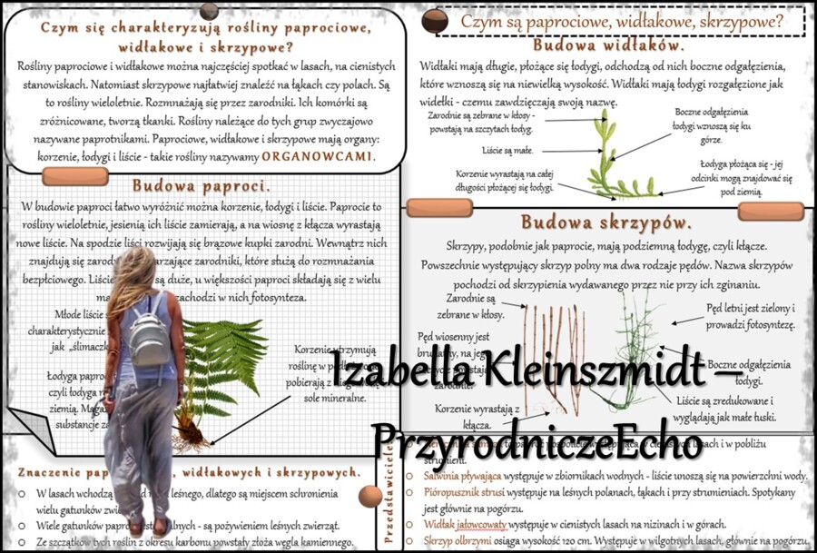 Zestaw sketchnotek/notatek/streszczeń/wklejek/ściąg dla ucznia i nauczyciela/edukacja domowa w pdf. Biologia 5 dział „Mchy. Paprotniki. Nagonasienne. Okrytonasienne”. Notatki zostały wykonane na podstawie podręcznika z wydawnictwa WSiP.