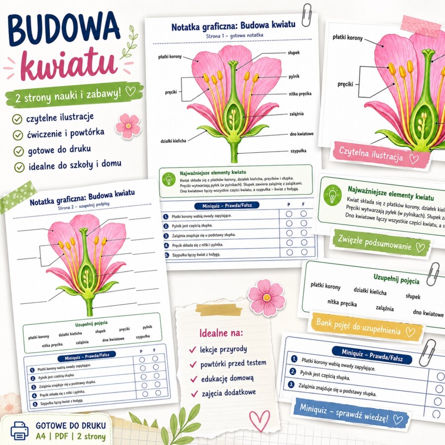 Notatka graficzna. Budowa kwiatu