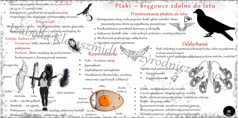 Sketchnotka/notatka do tematu „Ptaki – kręgowce, zdolne do lotu” - dział "Kręgowce stałocieplne"